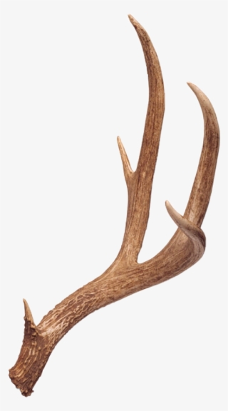 10 Point Deer Antlers #9348065