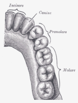 The Start Of Digestion - Canine Tooth #9354682 The Start Of Digestion - Canine Tooth #9354682