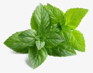Mint Png Images Hd - Neem Extract #9355455