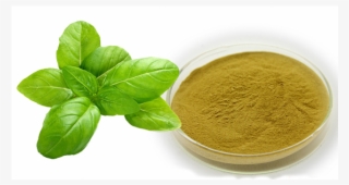 Basil Natural Plant, Basil Natural Plant Suppliers - فایده ریحان #9355674 Basil Natural Plant, Basil Natural Plant Suppliers - فایده ریحان #9355674
