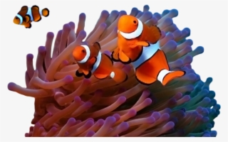 Visit Mafia Island - Casal De Peixe Palhaço #9356041