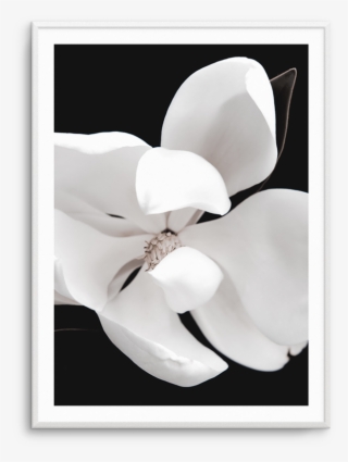 Dark Magnolia No Ii - Arum #9359911