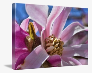 Blossom By Paul Coco - Magnolia #9359918