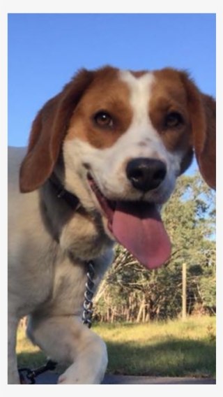 Photo Of Frappe - Beagle-harrier #9359955