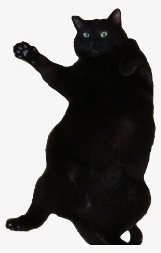 1024 X 1526 3 - Black Cat #9360567