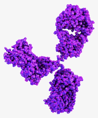 Therapeutic Antibody Discovery - Antibody #9360979