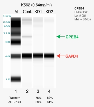Cpeb4-k562 - Symmetry #9361013 Cpeb4-k562 - Symmetry #9361013