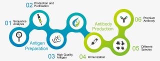 We Are Able To Develop Antibodies According To Our - Graphic Design #9361039