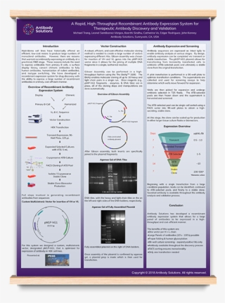 Scientific Posters From Antibody Solutions - Banner #9361087