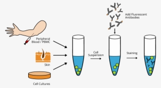 General Experimental Procedure - Flow Cytometry #9361292