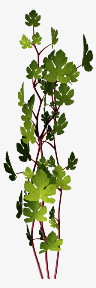 Pine Leaves 2 - Floral Design #9361662