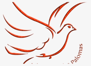 Newsletter Trimestral - 1-2014 - Phasianidae #9362700