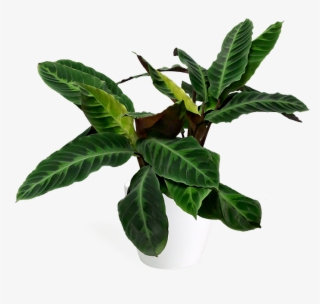 Calathea Jungle Velvet Large - Velvet Calathea #9363330