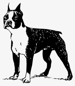 Boston Terrier Silhouette Vector #9363611