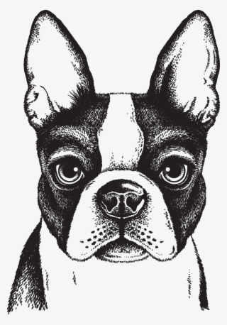 698 X 1000 5 - Boston Terrier Drawing Face #9363767