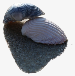 Shell #9365194
