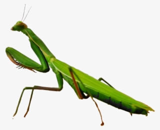 #scinsects #insects #mantis #mantisreligiosa #freetoedit - Mantidae #9366901