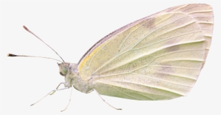 Green-veined White #9368034