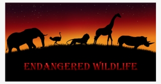 Vaquita - Wallpaper #9370137