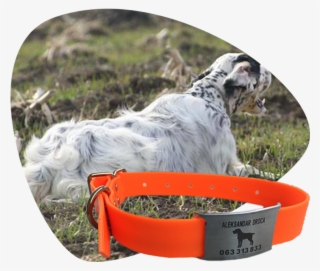 Unique Collar For A Unique Dog - Dog Catches Something #9373134