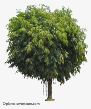 Wednesday, August 30, - Trees Do Hardwoods Come #9374624