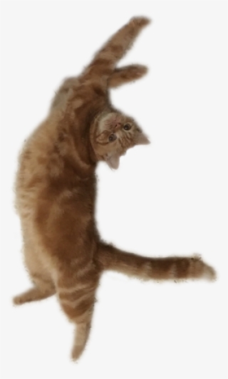 Cat Yawns #9374699