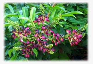 Wisteria "pinot Noir" Millettia Taiwanensis - Fruit #9375808