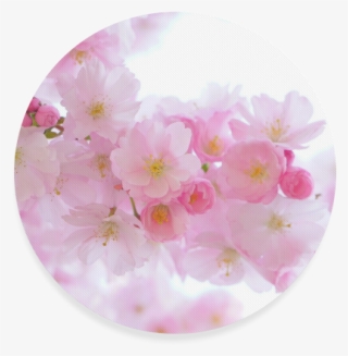 Cherry Blossom #9376257