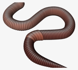 Worms Png Transparent Images - Earth Worms Png #9376788