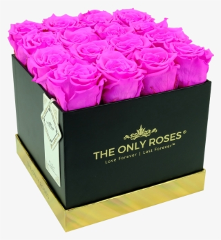 Hot Pink Preserved Roses - Rose #9377308