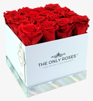 Red Preserved Roses - Garden Roses #9377323