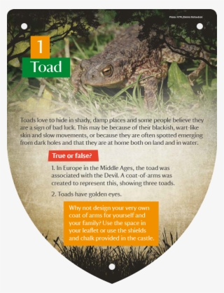 0 - Green Iguana #9377670