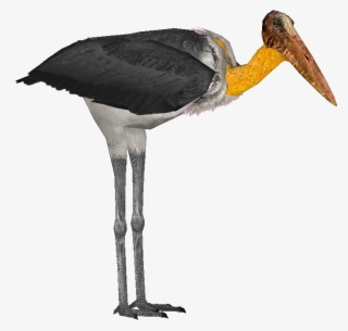 And Lesser Adjutant - Zt2 Lesser Adjutant #9383322
