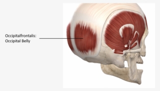 Posterior Lateral View Of The Skull - Posterior Skull Muscles Anatomy #9383929