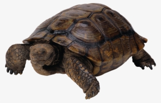 Snapping Turtle Png - Tortue Png #9384182