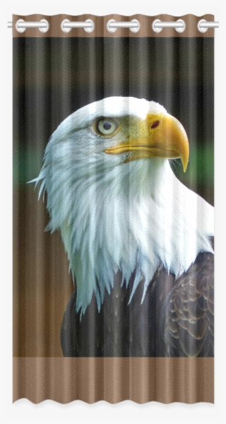 Bald Eagle Head 001 - Bald Eagle #9384983
