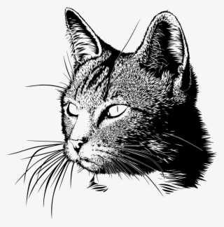 Download Png - Cat Head #9385745