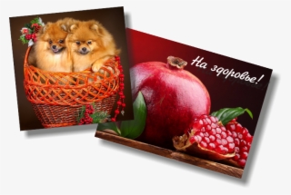 Магниты - Pomeranian #9385913