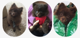 Picmonkey Collage-4 - German Spitz Klein #9385921