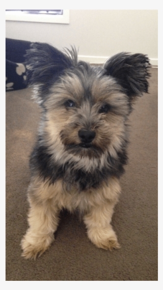 Donate To Petrescue - Yorkipoo #9386027