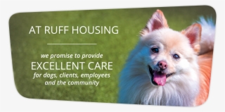 Smalldog About - German Spitz Mittel #9386062