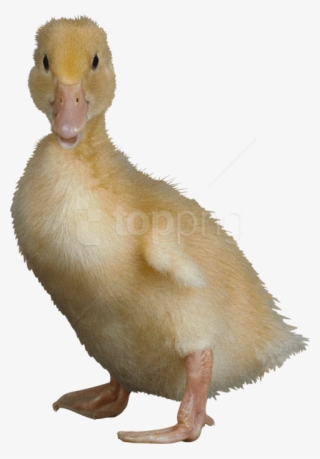 Free Png Download Duck Png Images Background Png Images - Ugly Duckling No Background #9386863