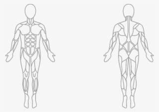 Drawn Anatomy Bicep Anatomy - Surya Namaskar Muscles Worked #9389639