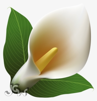Calla Lilies - Arum #9392375