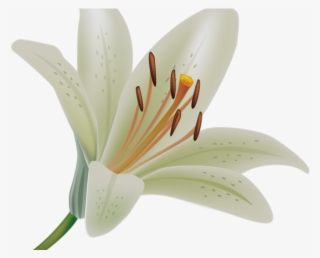 Calla Lily Clipart Potluck - Transparent A Lily Png #9392383