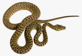 Vector Python Snake - Couleuvre Png #9392942