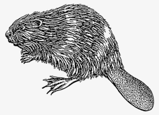 Free Png Download Beaver Illustration Png Images Background - Beaver Illustration Png #9393781