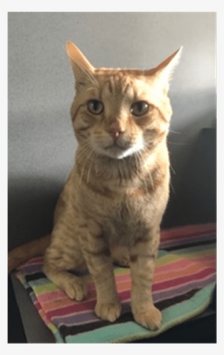 Photo Of Castiel - Domestic Short-haired Cat #9395410