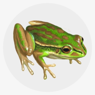Rainbow Frog Png #9397835