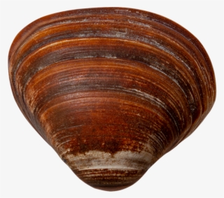 Scallop Shell - Baltic Clam #9397929